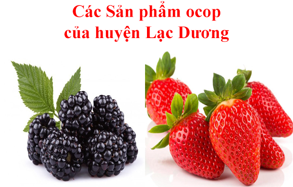 cán sản phẩm Ocop của huyện Lạc Dương